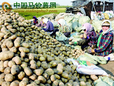 綏化馬鈴薯豐收存儲(chǔ)中