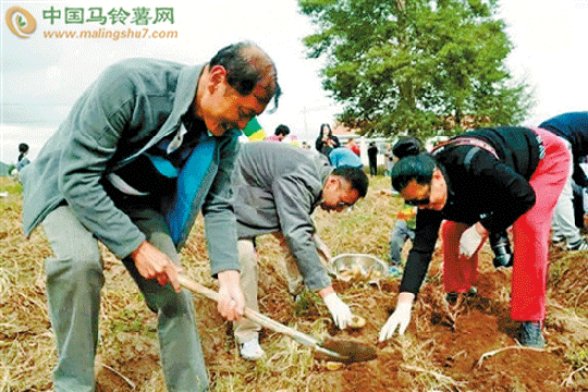 “歡樂(lè)土豆節(jié)” 土豆新玩法