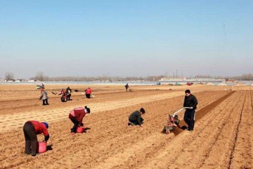 新疆瑪納斯縣：4000畝“金土豆”陸續(xù)開(kāi)始播種 ()