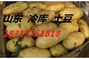 山東大棚土豆大量上市。價(jià)格便宜18315751818