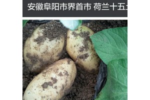 荷蘭十五土豆安徽阜陽(yáng)界首種植基地大量上市