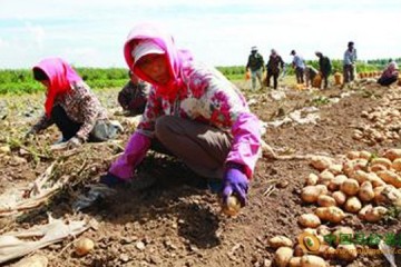 遼寧鐵嶺：新一季土豆助農(nóng)增收 ()