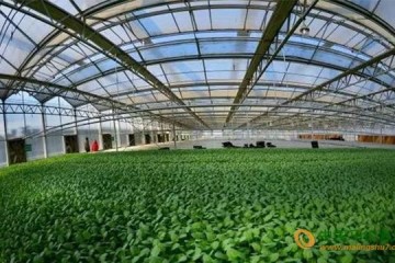 河南新野縣：蔬菜產(chǎn)業(yè)帶動全縣經(jīng)濟發(fā)展 ()