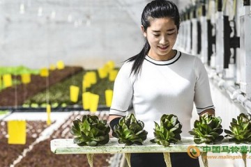 河北永清縣：無土水培蔬菜技術(shù)引領產(chǎn)業(yè)發(fā)展 ()