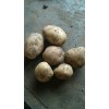 扶余市延暑四號(hào)土豆大量上市了