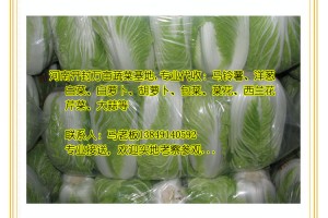 代收：秋冬白菜，小白菜，青麻葉白菜，娃娃菜