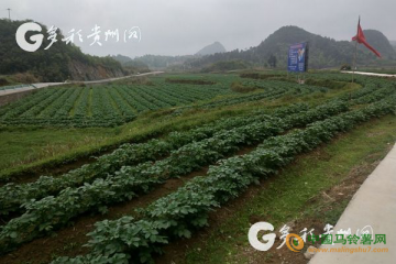萬(wàn)畝馬鈴薯“畫”出一片綠 ()