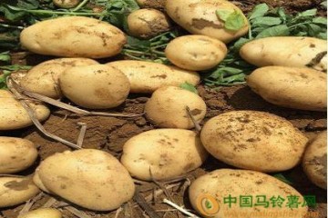 簡析麗薯6號的價格趨勢 ()