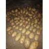 大量供應(yīng)荷蘭十五土豆，張小云