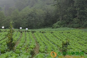 河北：雨雪天氣菜農(nóng)應(yīng)注意蔬菜長勢 ()