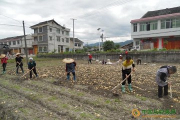 貴州黃平新薯開(kāi)始豐收 ()