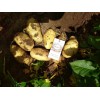 大量供應(yīng)荷蘭，西森，思蘭特等品種優(yōu)質(zhì)土豆