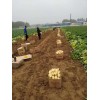 山東滕州二膜馬鈴薯大量供應(yīng)中