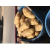 本地土豆上市，荷蘭十五，價格0.55至0.62之間