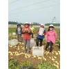 本人賣坤元九號，高原二號二模漏天100畝