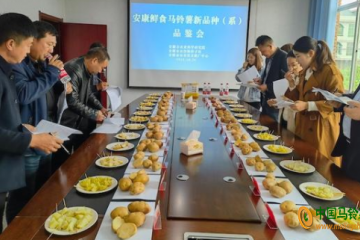 安康：召開鮮食馬鈴薯新品種（系）品鑒會(huì) ()
