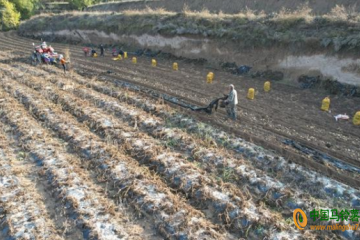 靜寧紅寺鎮(zhèn)：1.3萬畝大田馬鈴薯進(jìn)入集中收獲期 ()