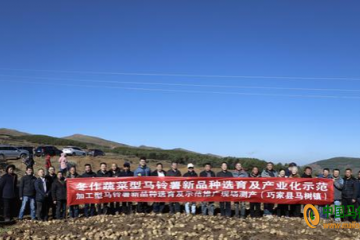 云南巧家縣：“云薯108”刷新西南地區(qū)馬鈴薯最高單產紀錄 ()