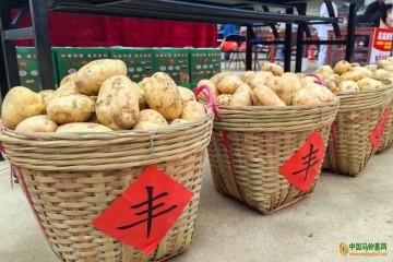 蘆苞鎮(zhèn)馬鈴薯產(chǎn)業(yè)增收致富、創(chuàng)品牌 ()
