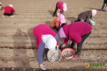 甘州區(qū)黨寨鎮(zhèn)：馬鈴薯春播正當(dāng)時 ()