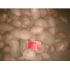 出售土豆原種:X6，雪川紅等