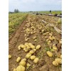 大量供應(yīng)沃土，V7等品種