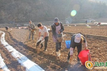 迤車(chē)鎮(zhèn)小春馬鈴薯種植忙 ()