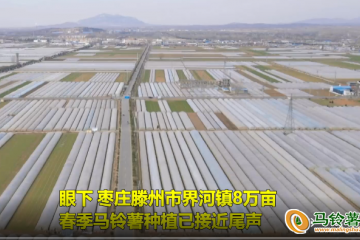 滕州市界河鎮(zhèn)：8萬(wàn)畝春馬鈴薯播種 ()