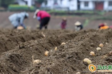 遵義綏陽(yáng)縣：掀起馬鈴薯播種熱潮 ()