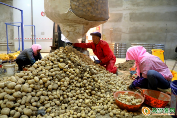 甘肅民樂(lè)：馬鈴薯產(chǎn)業(yè)鏈越做越長(zhǎng) ()