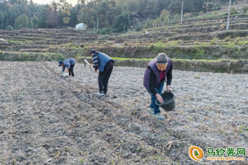 貴州鎮(zhèn)遠：馬鈴薯冬種進行中 ()