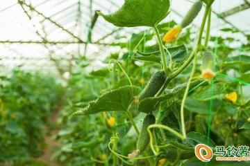 河北寬城：大棚蔬菜產(chǎn)業(yè)托起鄉(xiāng)村振興致富夢 ()